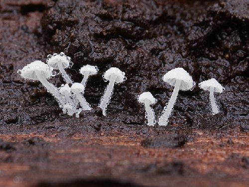 Hemimycena tortuosa